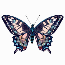 Beautiful Hand Drawn Pink Blue Butterfly Vector Illustration Isolated On White Awesome For T-shirts Prints
