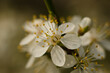 kwitnące białe drzewo śliwy