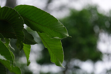 green leaves on a tree