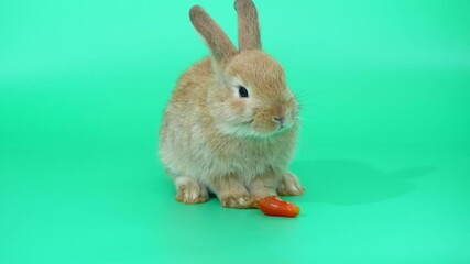 Wall Mural - Brown adorable baby rabbit on green screen. Cute baby rabbit eating tomato