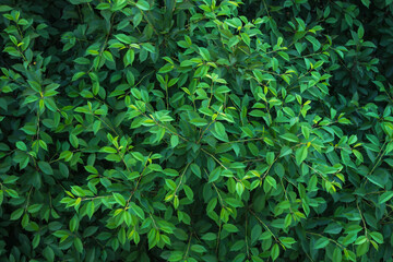 Wall Mural - The crown of the tree. Young greens. Green foliage of a tree. Deciduous background. Lungs of the Earth. Pure oxygen. Screensaver in the form of leaves. Natural background. Juicy color.