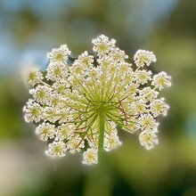 Closeup Of White Wild Flower, Queen Annes Lace