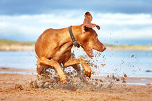Crazy Hungarian Vizsla Dog Scrambling For His Ball On The Beach Creating Of Sand Wave. 