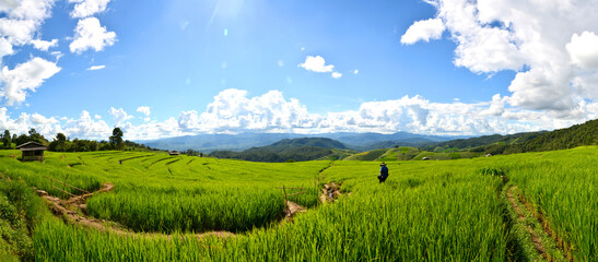 panorama green rice field with mountain background at Pa Pong Piang Terraces Chiang Mai, Thailand