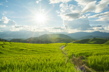 Green rice field with mountain background at Pa Pong Piang Terraces Chiang Mai, Thailand