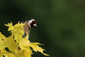 The European goldfinch or simply the goldfinch (Carduelis carduelis) sitting on the yellow tree.