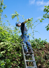 Poster - Trimming a high hedge