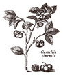 Branch with leaves, flowers and seeds of tea plant with depicted scientific name camellia sinensis, after engraving from 18th century