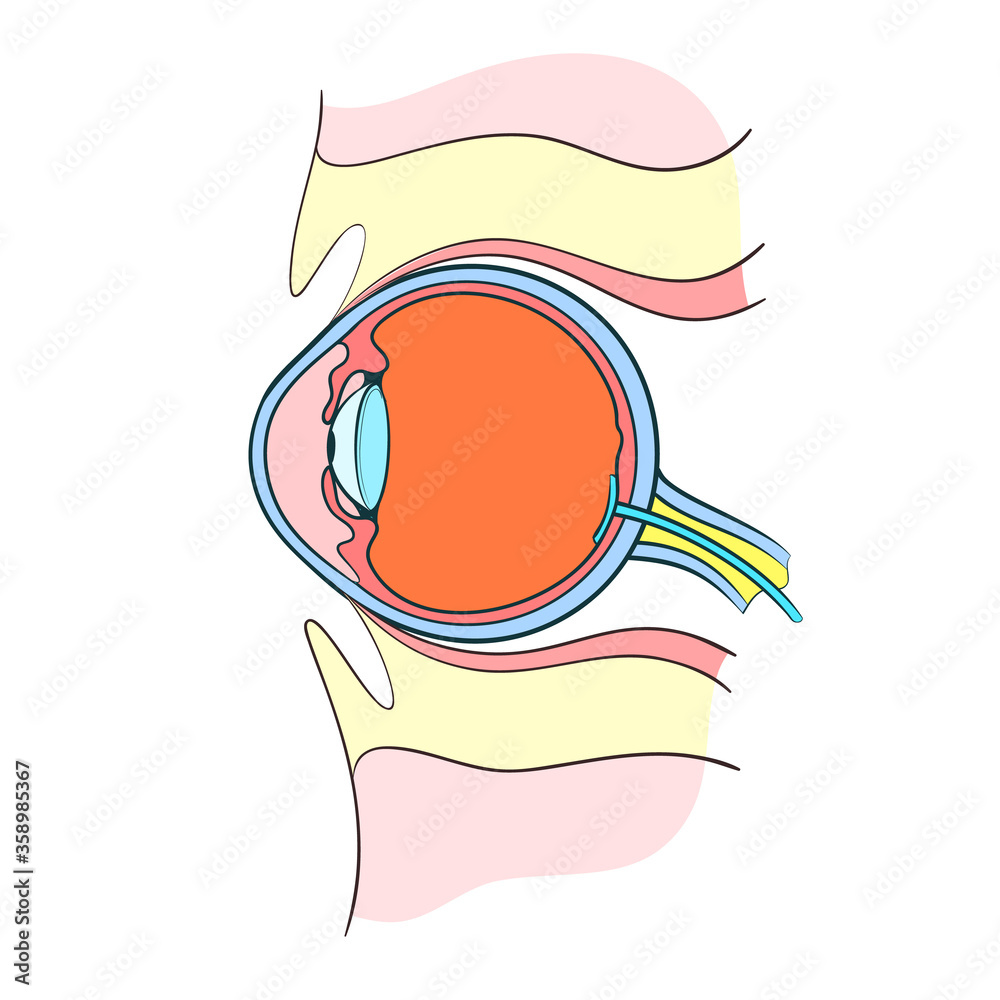 eye anatomy outline vector illustration Stock Vector | Adobe Stock