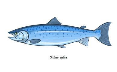 Atlantic salmon fish outline vector illustration