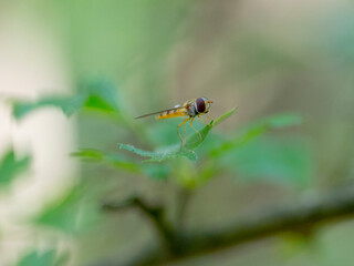 A Hoverfly or Flower Fly (Syrphidae)