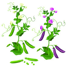 Set Green Pea Plant, Pea Pods, Flowering White And Pink Peas. Isolate On A White Background. Vector Image