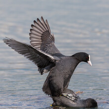 Two Black Coots (fulica Atra) During  Copulation