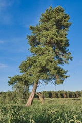 active man in mosquito suit as if supporting a falling cedar. siberia , russia.