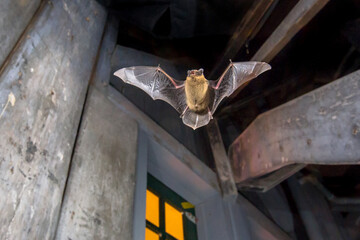 Poster - Pipistrelle bat flying inside building