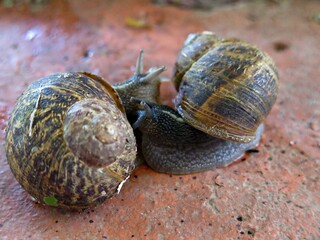 Snail mating