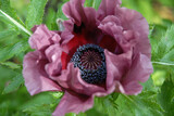 Fototapeta Kwiaty - Oriental poppy, or Papaver orientale, Patty's Plum, beautiful purple flower detail.
