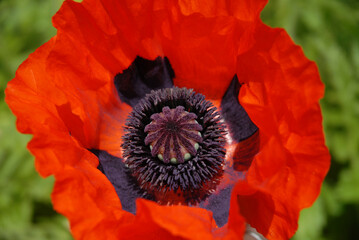 Oriental poppy, alson known as Papaver orientale, Brilliant.  Flower with bright red petals in a summer garden