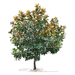 magnolia (magnolia grandiflora l.) in autumn