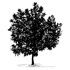 magnolia tree (magnolia grandiflora l.) silhouette