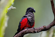 Pesquet's Parrot, Psittrichas Fulgidus, Red And Black, Vulturine Parrot, Endemic To Montane Rainforest In New Guinea. Vulnerable, Threatened Species.