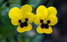 Two Yellow Pansies Side By Side Closeup