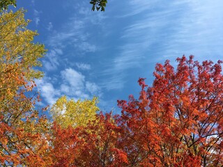 colorful autumn leaves on blue sky