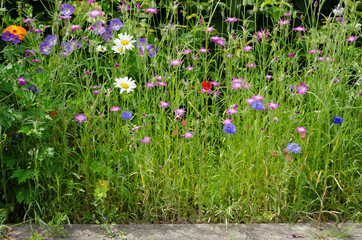 wild flowers at the side of the road, urban green, city green, bee pasture, nature in town