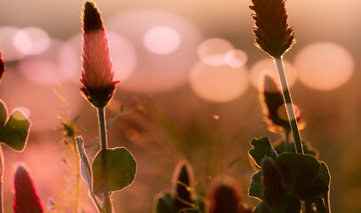 Wall Mural - abstract blurred nature background clover flower. abstract nature bokeh pattern