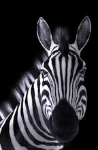 Zebra Portrait Black Background