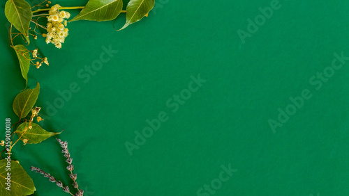 Fotomural Plantilla con rama verde con espacio para escribir