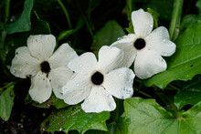 Black Eyed Susan Vine Plant. Trio Of White Flowers.