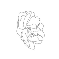 Wall Mural - Single line illustration. Peony flower outline drawing. Botanical trendy sketch for print or tattoo design. - Vector