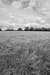 Wheat field with trees in background and cloudy sky black and white