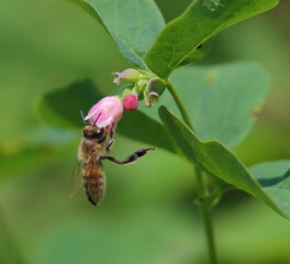 Honey Bee sucks nectar from a Flower of Common Snowberry (Symphoricarpos albus)