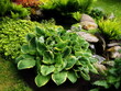OLYMPUS DIGITAL CAMERA zieleń, roślin,hosta,funkia,, naturalny,