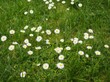 OLYMPUS DIGITAL CAMERA łąka kwietna, lato, zieleń, , roślin,trawnik,piękne,stokrotki