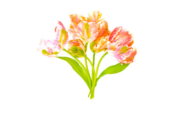  Colorful pink salmon parrot tulips on white background copy space top view