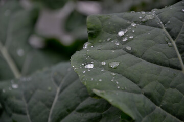 Regentropfen auf Blatt von der Brokkoli-Pflanze im Beet