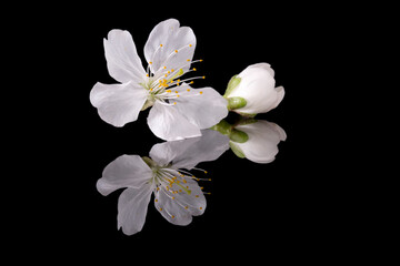 Wall Mural - Apple tree blossom isolated on black background, close up. White delicate spring flowers.