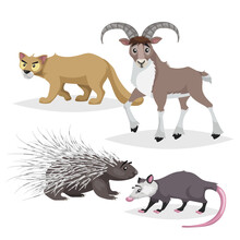 Cute Cartoon North America And Europe Animals Set. Puma Cougar, Opossum Big Horn Sheep Urial And Porcupine. Vector Drawings For Kids. Isolated On White Background.