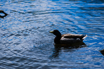 Duck silhouette on the lake at dawn floating on Wardown's Park Lake in Luton, England.