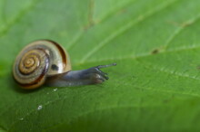 Background With A Little Snail With Shell On A  Green Leaf