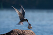 Common tern feeding Its adorable chick