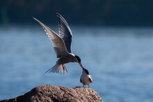 Common Tern Feeding Its Adorable Chick