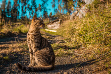 Gato Sentado En El Campo Mirando Hacia Atrás 