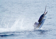 Sailfish Jumping At High Speed 