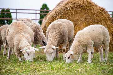 Sheep on the grass with lambs .Various varieties and ages.