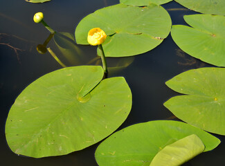 Wall Mural - The yellow water lily (Nuphar lutea L.). Flowers and leaves