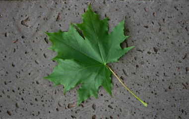 Green maple leaf on a concrete surface